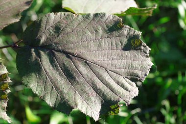 Green leaves of hazel bush in the garden in August