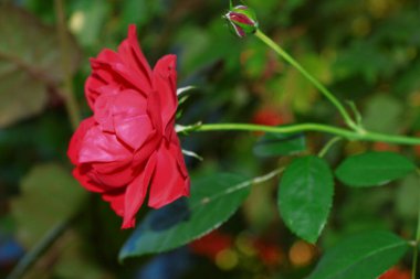 Beautiful red rose flower in the garden in August