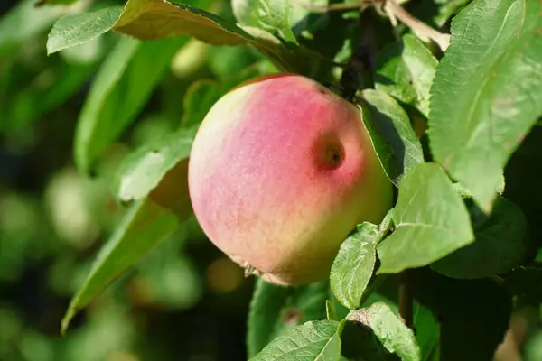 Köstliche Äpfel Einem Baum August — Stockfoto