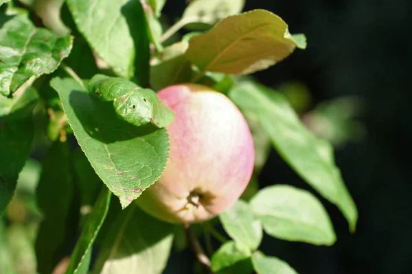 Köstliche Äpfel Einem Baum August — Stockfoto