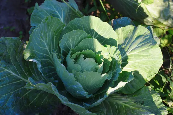 Green Cabbage Heads Garden August — Zdjęcie stockowe