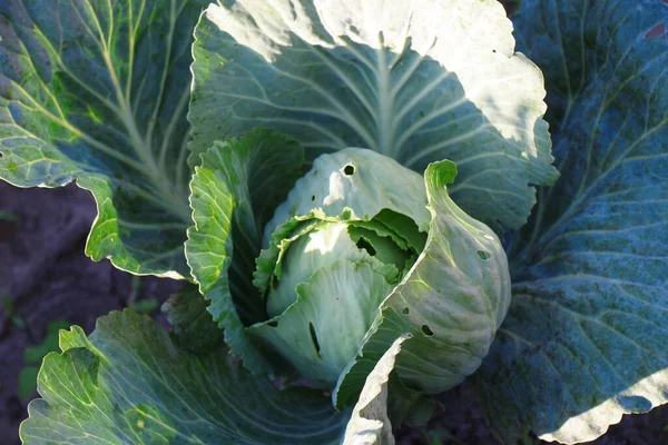 Green Cabbage Heads Garden August — Zdjęcie stockowe