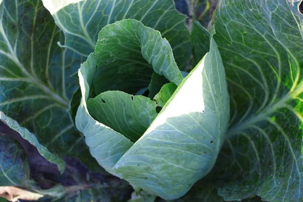 Green Cabbage Heads Garden August — Zdjęcie stockowe