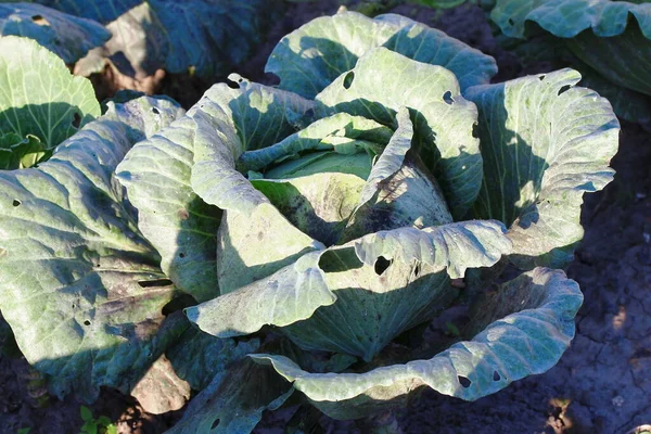 Green Cabbage Heads Garden August — Zdjęcie stockowe