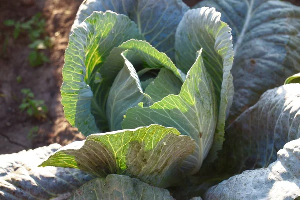 Green Cabbage Heads Garden August — Foto Stock