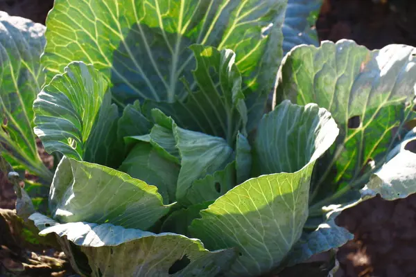 Green Cabbage Heads Garden August — Stock Fotó