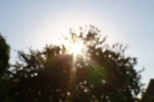 Rayos Sol Desenfoque Sobre Fondo Hojas Verdes —  Fotos de Stock