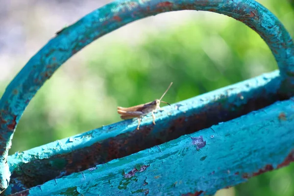 Green Metal Fence Cricket — Stok fotoğraf