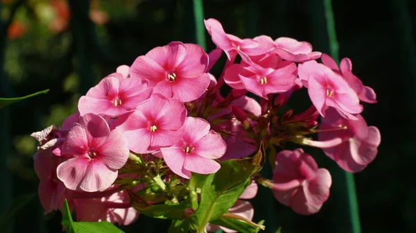 8月に公園の花壇に小さな美しいピンクの花 — ストック写真