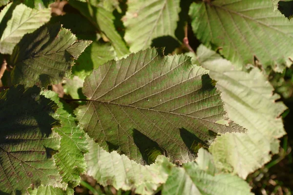 Green Leaves Hazel Bush Garden August — Stok fotoğraf