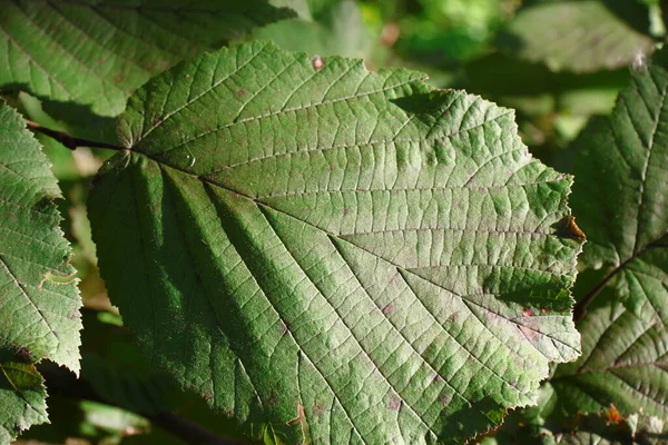 Green Leaves Hazel Bush Garden August — Stok fotoğraf