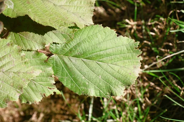 Green Leaves Hazel Bush Garden August — Stok fotoğraf