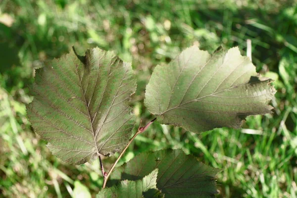 8月の庭のヘイゼルブッシュの緑の葉 — ストック写真