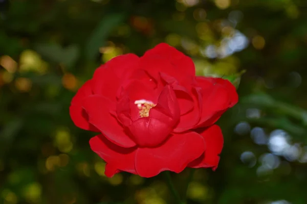 Beautiful Red Rose Flower Garden August — Zdjęcie stockowe