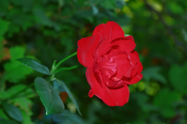 Beautiful Red Rose Flower Garden August — Fotografia de Stock