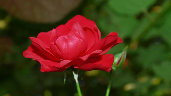 Цветок Красной Розы Саду Августе — стоковое фото