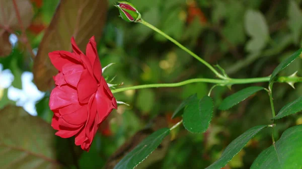 八月花园里美丽的红玫瑰花 — 图库照片