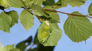 Hazelnuts or hazelnuts on the bush in August