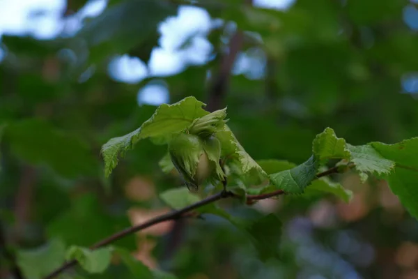 Hazelnuts Hazelnuts Bush August — Stockfoto