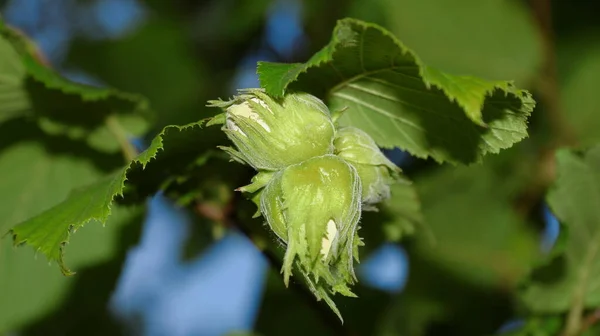 Hazelnuts Hazelnuts Bush August — Fotografia de Stock