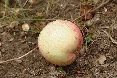 Ağustosta yağmurdan sonra çimlerin üzerinde kırmızı elma