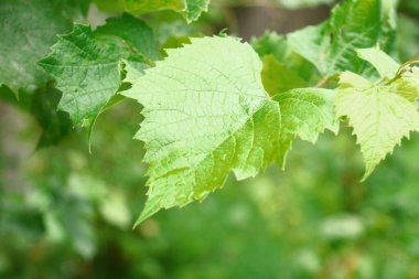 Ağustosta bahçede yeşil üzüm yaprakları