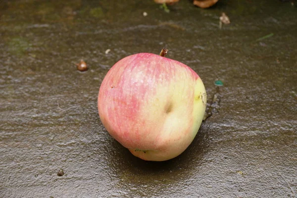 Rött Äpple Gräset Efter Regnet Augusti — Stockfoto