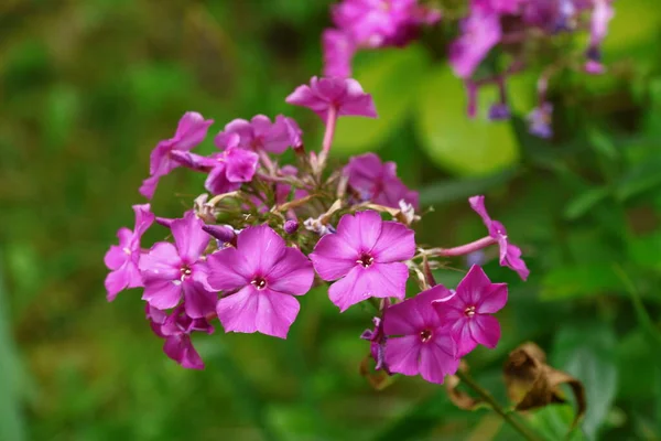 Petites Fleurs Roses Avec Pétales Dans Jardin — Photo