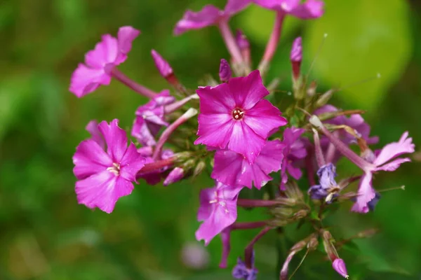 Pequenas Flores Rosa Com Pétalas Jardim — Fotografia de Stock