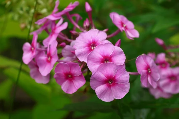 庭に花弁のある小さなピンクの花 — ストック写真