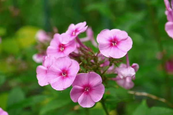 庭に花弁のある小さなピンクの花 — ストック写真