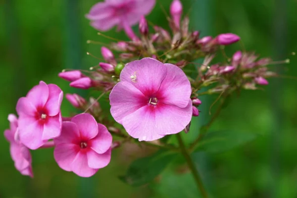 Små Rosa Blommor Med Kronblad Trädgården — Stockfoto