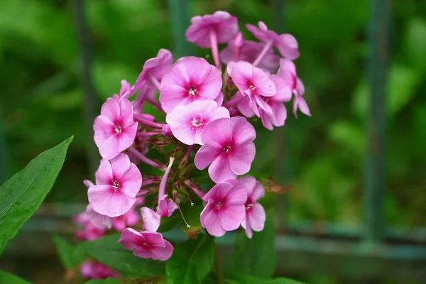 Malé Růžové Květy Okvětními Lístky Zahradě — Stock fotografie