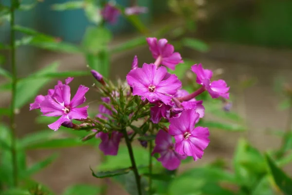 Petites Fleurs Roses Avec Pétales Dans Jardin — Photo