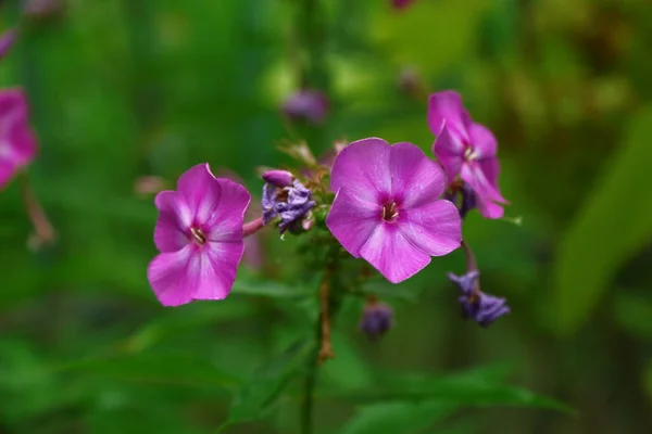 花园里有花瓣的粉红色小花 — 图库照片