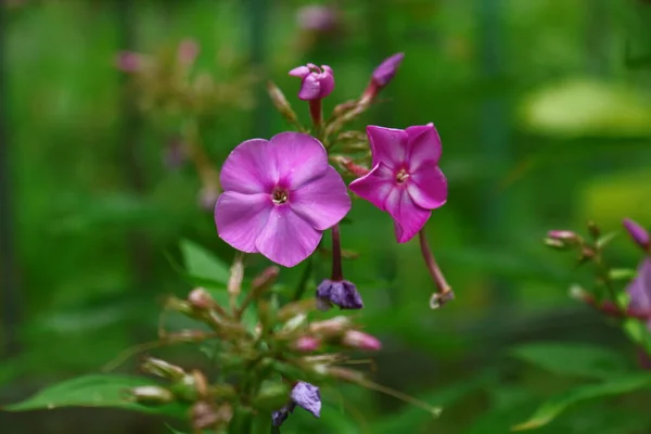 Маленькі Рожеві Квіти Пелюстками Саду — стокове фото