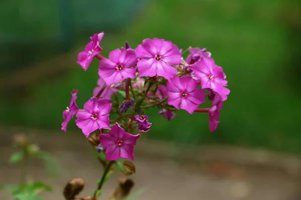 Små Rosa Blommor Med Kronblad Trädgården — Stockfoto