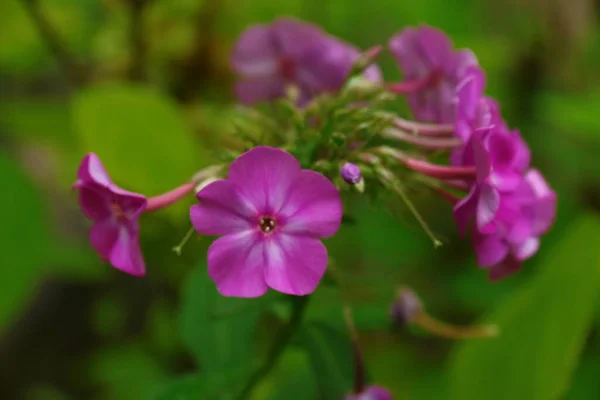 庭に花弁のある小さなピンクの花 — ストック写真