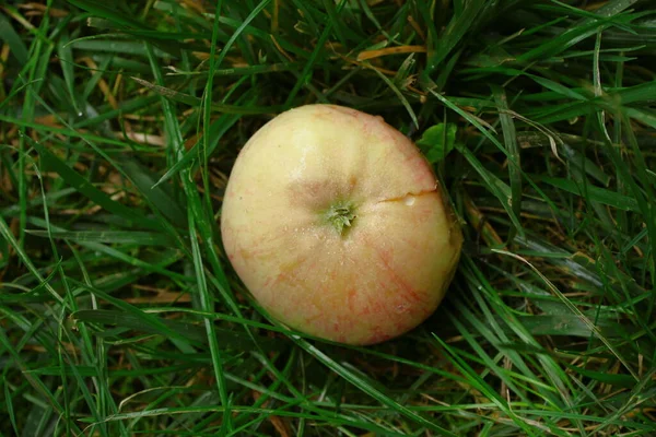 Pomme Rouge Sur Herbe Après Pluie Août — Photo