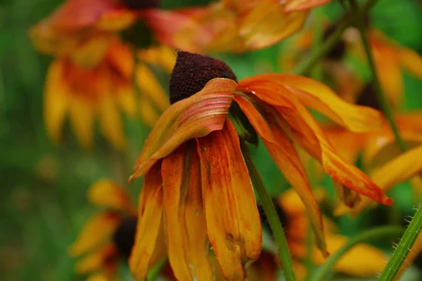 Bellissimi Fiori Gialli Neri Giardino Dopo Pioggia — Foto Stock