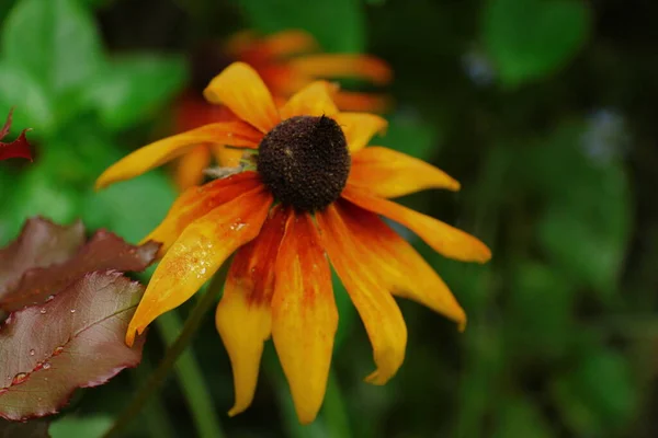 Beautiful Yellow Black Flowers Garden Rain — Stock Photo, Image