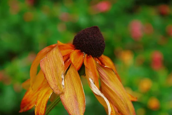 Belles Fleurs Jaunes Noires Dans Jardin Après Pluie — Photo