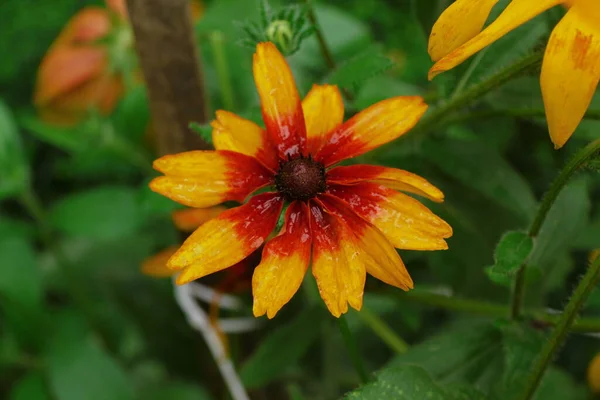 Schöne Gelbe Und Schwarze Blumen Garten Nach Dem Regen — Stockfoto