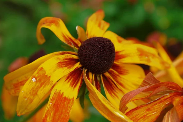 Hermosas Flores Amarillas Negras Jardín Después Lluvia — Foto de Stock