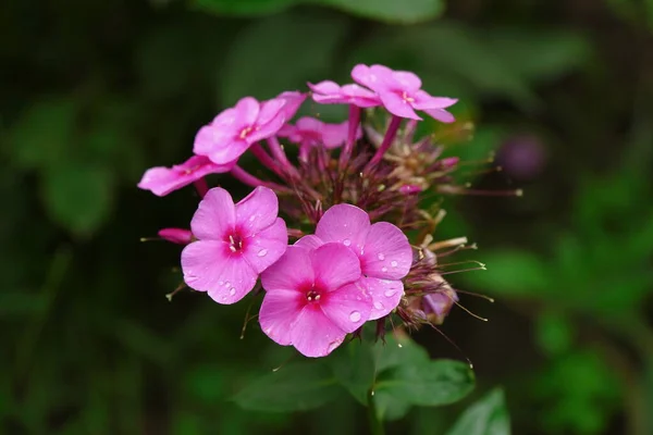 Malé Růžové Květy Okvětními Lístky Zahradě — Stock fotografie