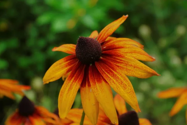 Όμορφα Κίτρινα Και Μαύρα Λουλούδια Στον Κήπο Μετά Βροχή — Φωτογραφία Αρχείου