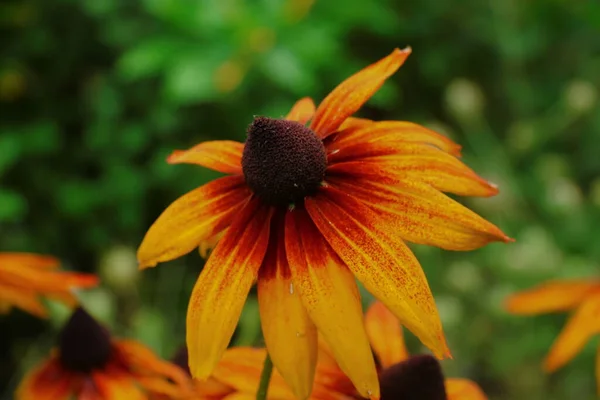 Bellissimi Fiori Gialli Neri Giardino Dopo Pioggia — Foto Stock