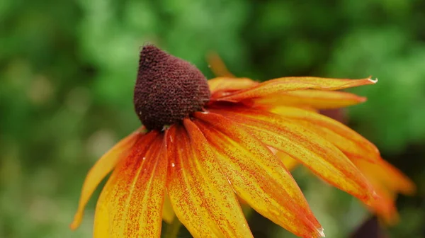 Mooie Gele Zwarte Bloemen Tuin Regen — Stockfoto