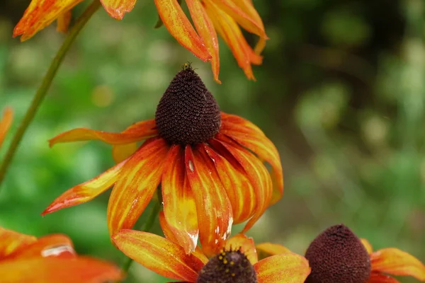 Belles Fleurs Jaunes Noires Dans Jardin Après Pluie — Photo