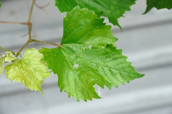 Folhas Uva Verde Jardim Agosto — Fotografia de Stock